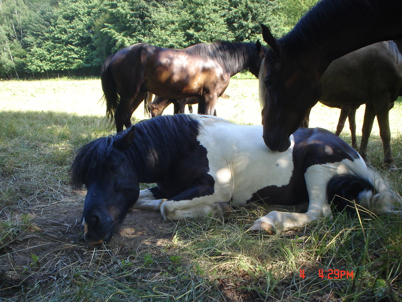 Fotky koně pro stránky Blackhorse 2.jpg