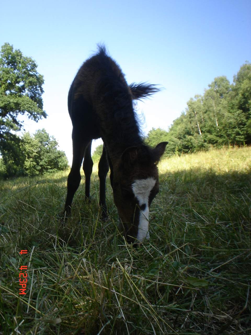 Fotky koně pro stránky Blackhorse1.jpg