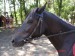 Fotky koně pro stránky Blackhorse 4.jpg