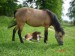 Fotky koně pro stránky Blackhorse 5.jpg